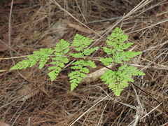 Cheilanthes tenuifolia