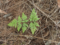 Cheilanthes tenuifolia