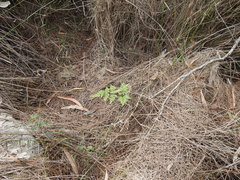 Cheilanthes tenuifolia