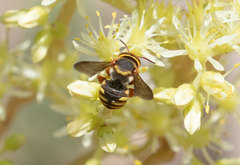 Rhodanthidium infuscatum
