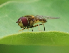 Meliscaeva cinctella