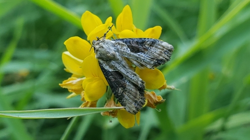 Double-lobed Moth photo 3