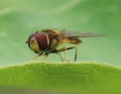 Meliscaeva cinctella