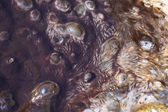 Archaea