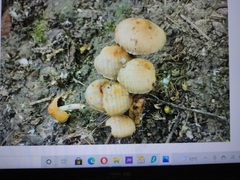Fungi