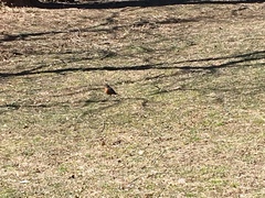 Turdus migratorius
