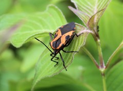 Sephina vinula