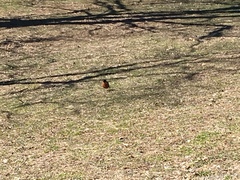 Turdus migratorius