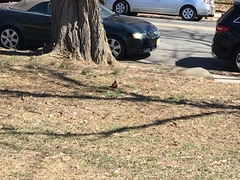 Turdus migratorius