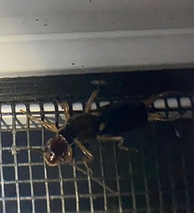 Forficula auricularia