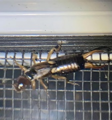 Forficula auricularia