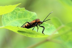 Sephina vinula