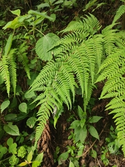 Dryopteris bissetiana