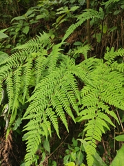 Dryopteris bissetiana