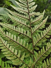 Dryopteris bissetiana