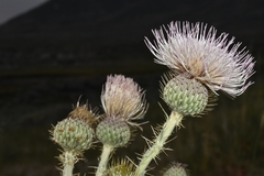 Cirsium canescens