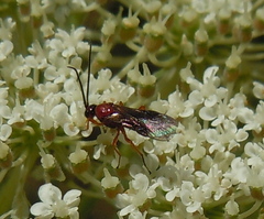 Ichneumonoidea