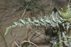Cirsium canescens