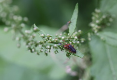 Cantharis nigra