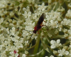 Ichneumonoidea