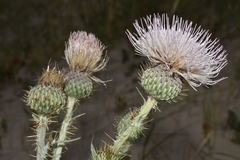Cirsium canescens