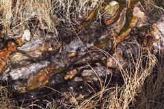 Archaea