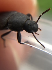 Tenebrio obscurus