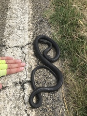 Hierophis viridiflavus