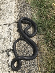 Hierophis viridiflavus