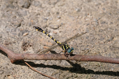 Paragomphus capricornis