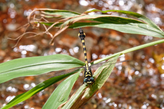 Paragomphus capricornis