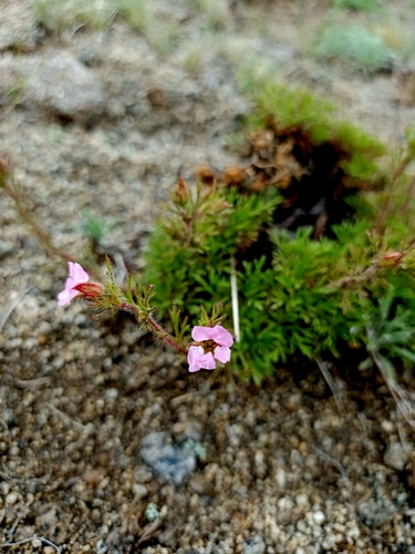 Image of Big-Flowered Chamaerhodos (Chamaerhodos grandiflora) by no rights reserved