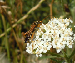 Stenopterus flavicornis