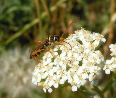 Stenopterus flavicornis