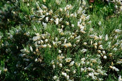 Genista obtusiramea