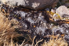 Archaea