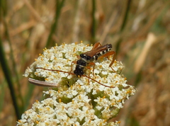 Stenopterus flavicornis