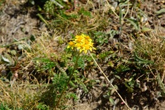 Jacobaea adonidifolia