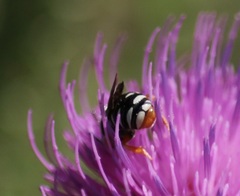 Pseudoanthidium tenellum