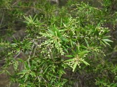 Leucopogon pimeleoides