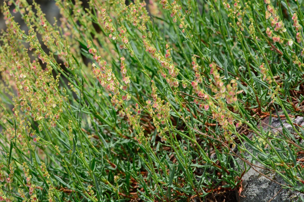 Rumex suffruticosus