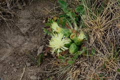 Centaurea lagascana