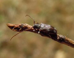 Exocentrus lusitanus