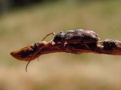 Exocentrus lusitanus