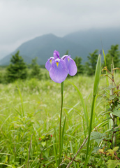 Iris ensata