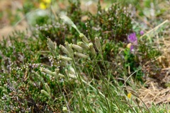 Silene ciliata