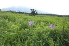 Iris ensata