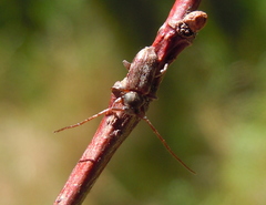 Exocentrus lusitanus