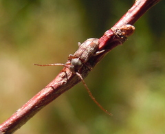 Exocentrus lusitanus