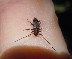 Exocentrus lusitanus